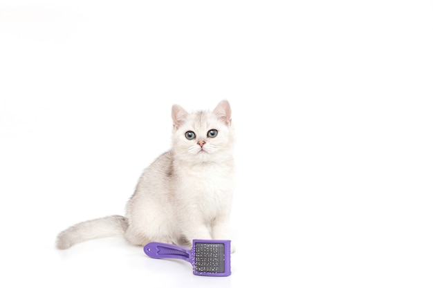 White beautiful kitten of British breed sits on a white, next to a purple comb for wool.