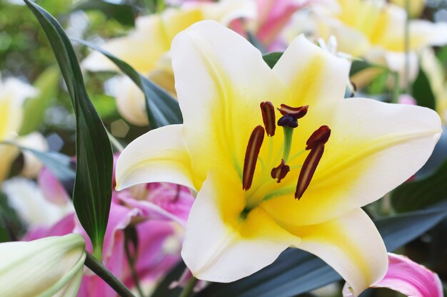 white beautiful lilly in the garden.