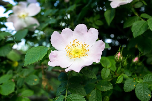 White beautiful rose hip flower