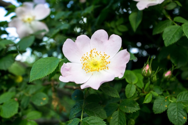 白い美しいローズヒップの花