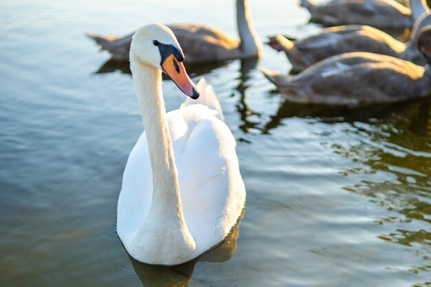 White beautiful swan swimming on lake water in summer.