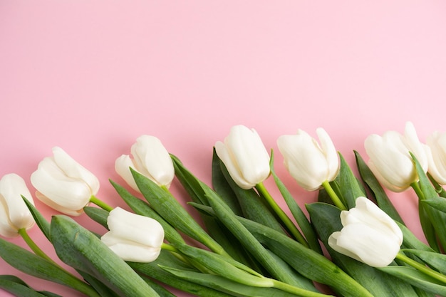 the white beautiful tulips on the pink background