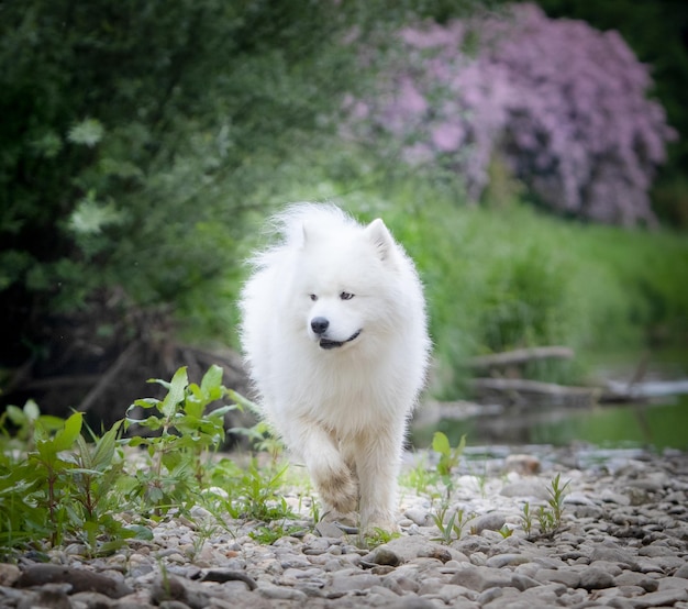 White beauty