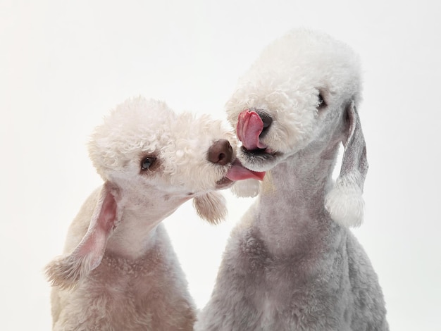 White Bedlington closeup portrait of a dog Charming pet