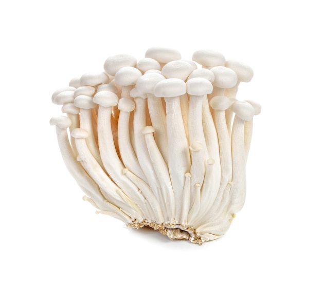 White beech mushrooms, Shimeji mushroom, Edible mushroom isolated on white background