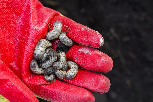 White beetle larvae in the farmer's hand on the background of the soil. May beetle larva. Agricultural pest. High quality photo