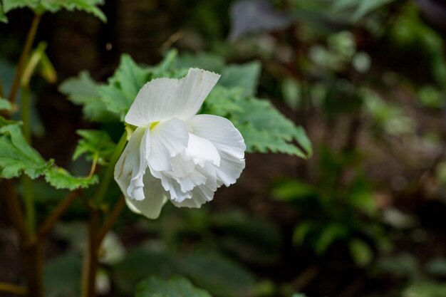 庭のポットにぶら下がっている白いベゴニアの花白い花と緑の葉を持つエンジェル ウィング ベゴニア植物をクローズ アップ花卉園芸またはランドス ケープ デザイン コンセプト