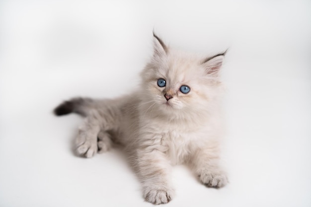 White beige with blue eyes kitten on a white background isolated top view