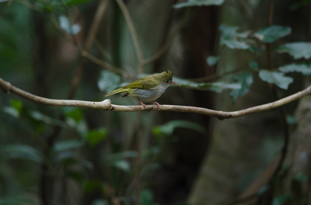 タイの自然の中で白い腹を立てたエルポニス（Erpornis zantholeuca）