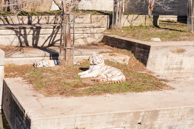 White Bengal Tiger