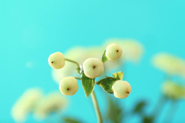 背景色が水色の装飾のための白い果実