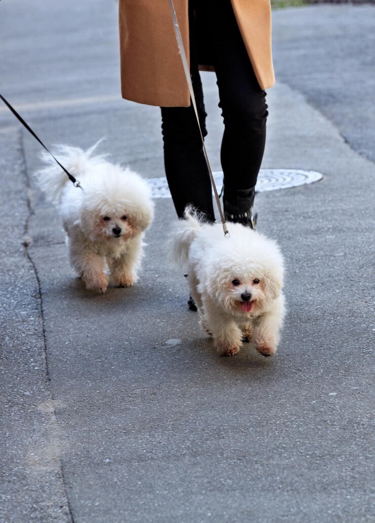 Photo ホワイト・ビチョン・フライズ犬がリードで歩いている