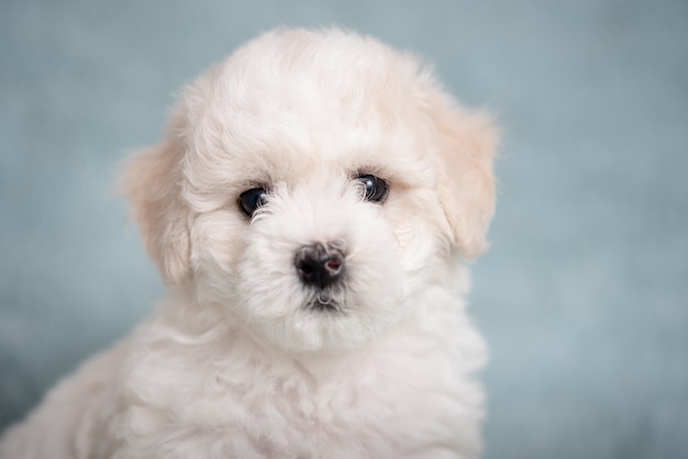 Foto cucciolo bianco di bichon su una priorità bassa blu con i fiori.