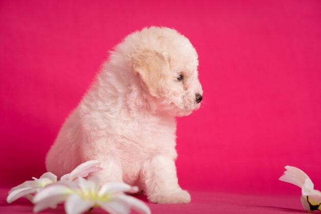 花とピンクの背景の白いビション子犬。