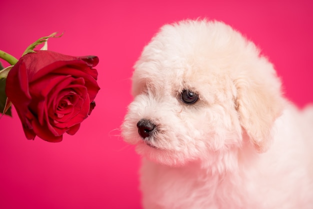 花とピンクの背景の白いビション子犬。