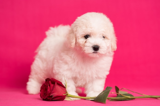 花とピンクの背景の白いビション子犬。