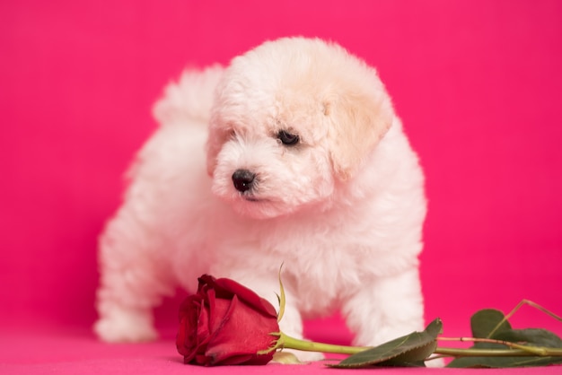 Foto cucciolo bianco di bichon su uno sfondo rosa con fiori.