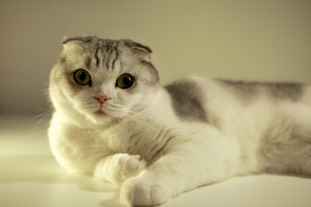 White bicolor scottish fold cat-Cat looking open yellow eyes, close-up portrait. cat breed