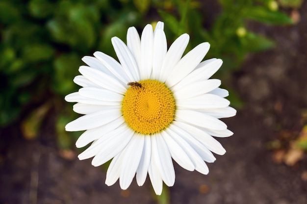 庭の白い大きなカモミールの花。閉じる。