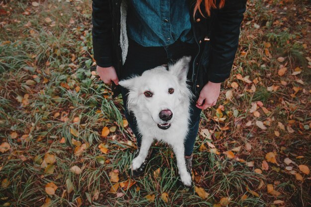 White Big dog at the autumn Orange leaves on the background Fall season