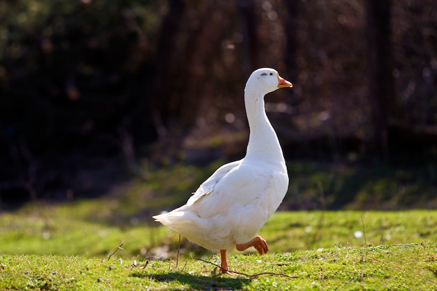 White big geese peacefully walking together in green grassy meadow towards dark blurred forest on bright sunny day. Beauty of birds, domestic poultry farming and wild life protection concept.