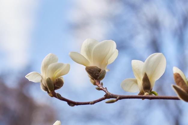 White big Magnolia