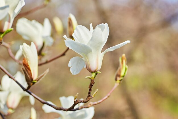 White big Magnolia