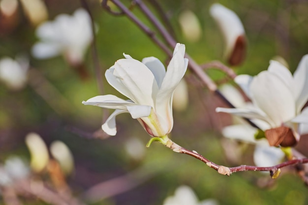 White big Magnolia