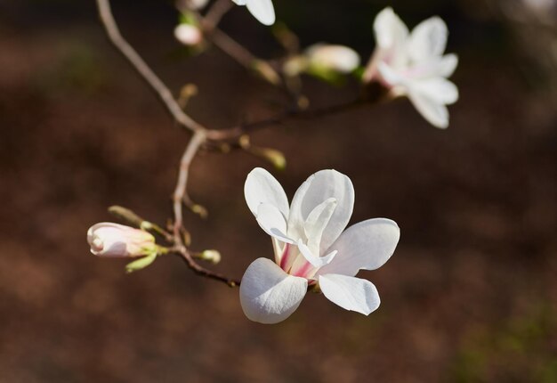 White big Magnolia