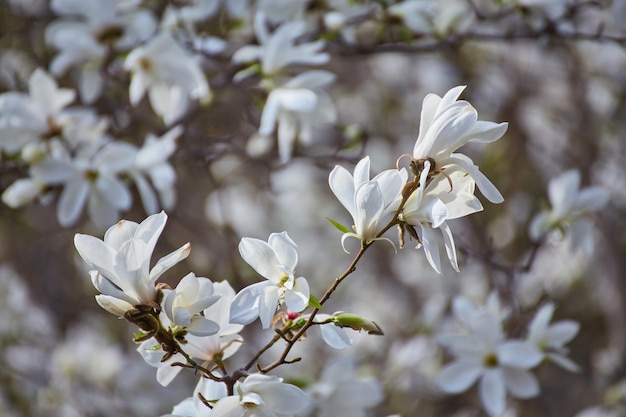 White big Magnolia