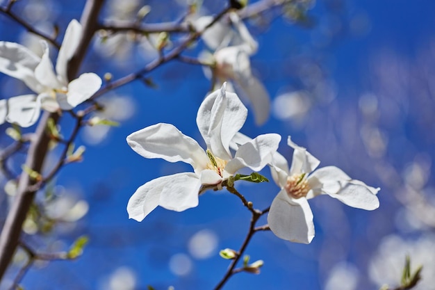 White big Magnolia