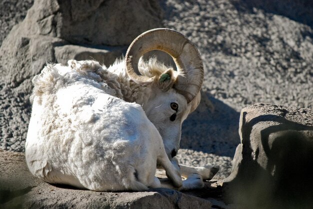 Photo white bighorn sheep lying on rock at denver zoo