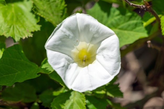 白いヒルガオの花のクローズアップ