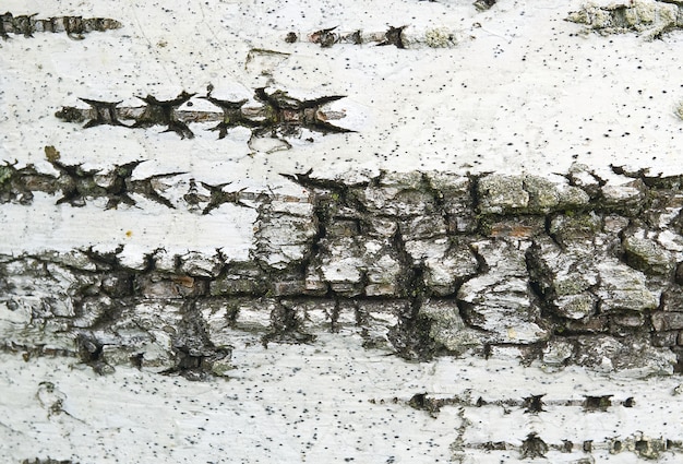 White birch bark texture with moss close-up.