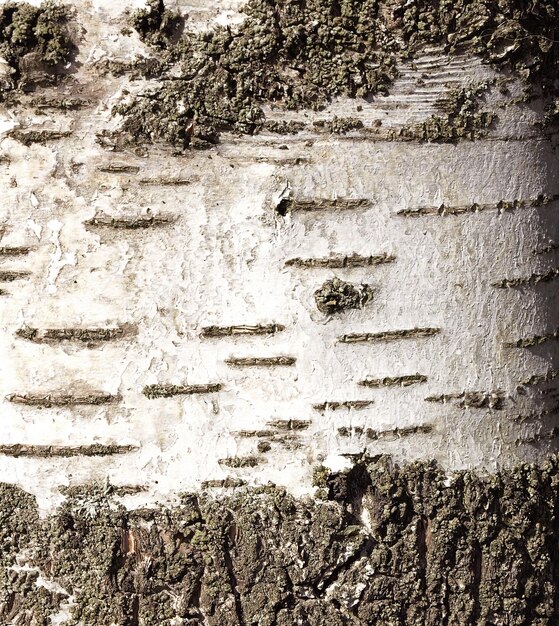 White birch bark with dashes natural background