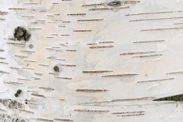 Photo white birch bark with dashes natural backgroundx9