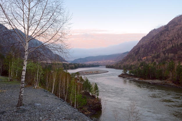 White birch in the spring on the steep Bank of the river in the Altai mountains