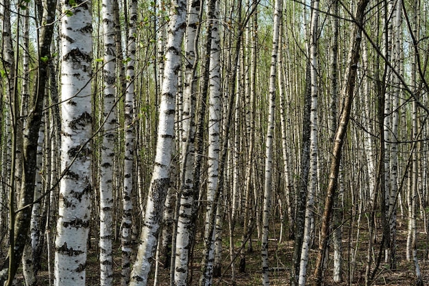 White birch trees in the forest in spring