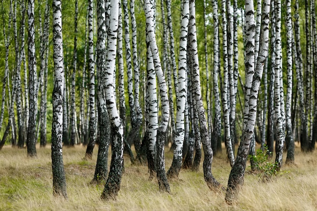 Alberi di betulla bianca nella foresta di estate