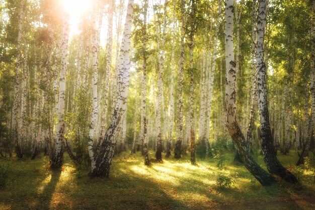 White birch trunks Russian forest Summer landscape