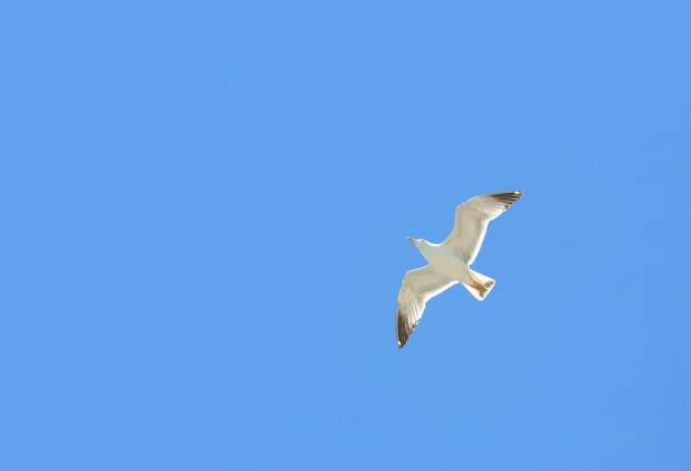 白い鳥が空を飛んでいる。