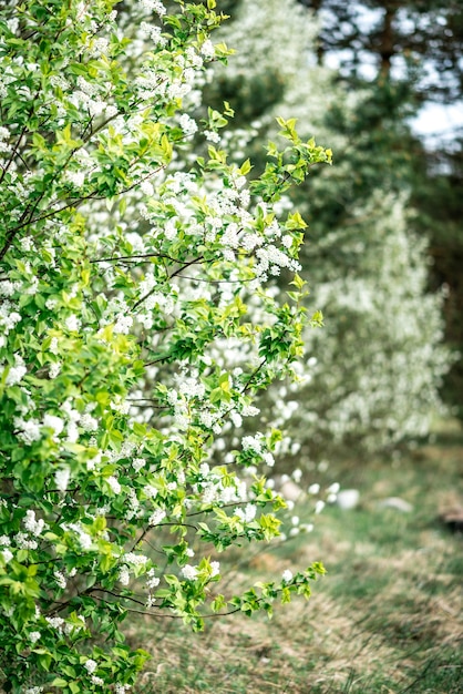 White bird cherry blooming in spring