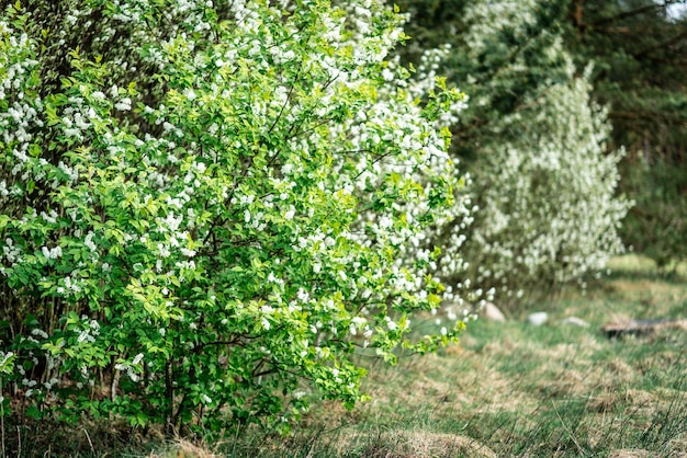 White bird cherry blooming in spring