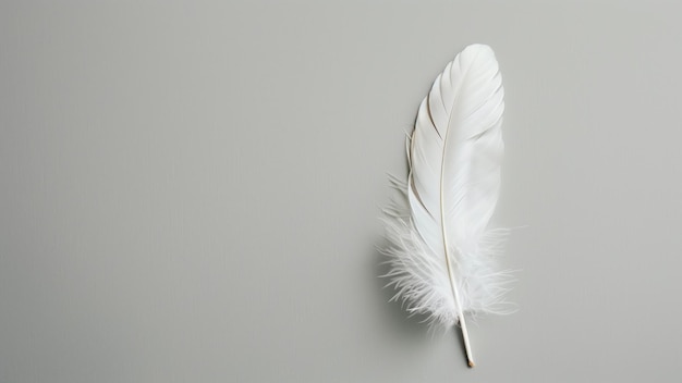 White bird feather on grey background Flat lay top view