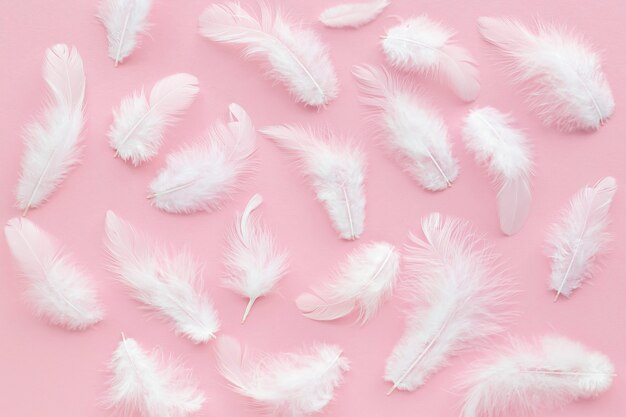 Photo white bird feather on pink