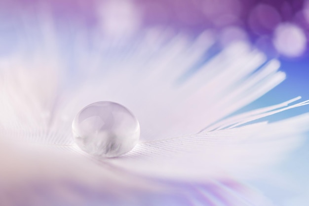 White bird feather with a transparent water drop closeup Soft lightweight feather wallpaper