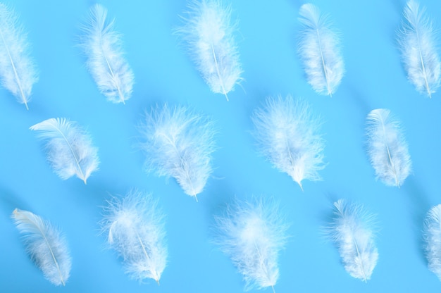 White bird feathers on a blue background