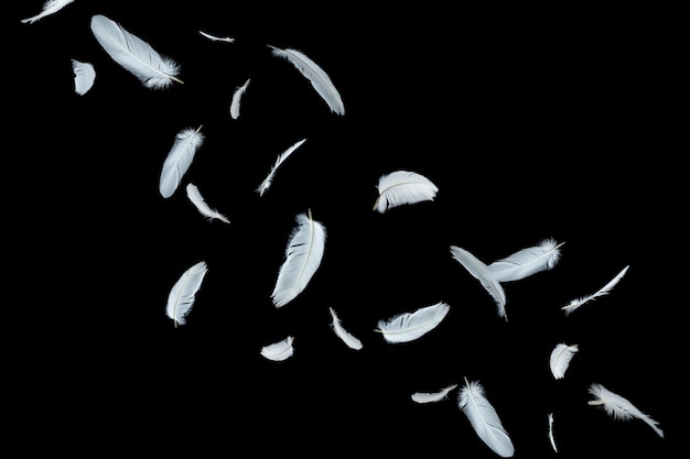 Перья белой птицы, плавающие на черном фоне