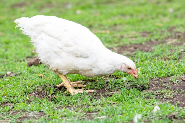 Photo white bird on a field