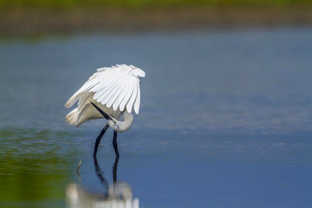 Photo white bird flying over lake